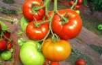 Пасынкование томатов в теплице: схема пошаговых работ своими руками с видео