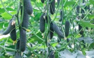 Огурец Гуннар ф1 – описание сорта и технология выращивания
