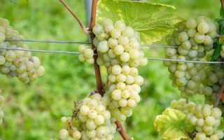 Виноград Дружба: описание сорта, основные характеристики и особенности выращивания