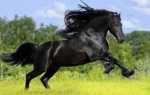 Андалузская лошадь: характер, масти, фото