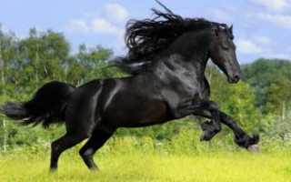 Андалузская лошадь: характер, масти, фото