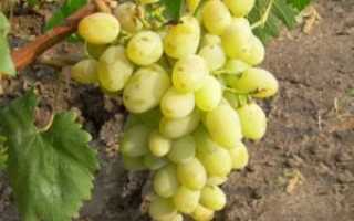 Виноград Гарольд: описание сверх раннего сорта, уход и выращивание