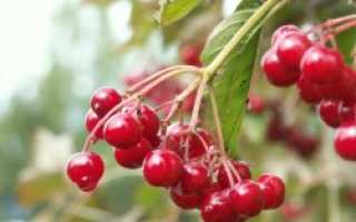 Калина ягода полезные свойства, рецепты, Блог Елены Шаниной