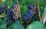 Виноград «Шахтер» (Дар Афродиты): характеристика и описание сорта, описание гроздей с фото