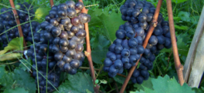 Виноград «Шахтер» (Дар Афродиты): характеристика и описание сорта, описание гроздей с фото