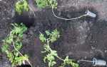 Переросшая рассада помидоров: как посадить переросшую рассаду в открытый грунт или теплицу