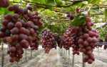 Виноград Изюминка: описание сорта, уход, урожайность и отзывы