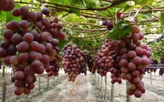 Виноград Изюминка: описание сорта, уход, урожайность и отзывы