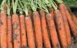 Морковь Наполи F1: описание, характеристика, фото, отзывы