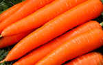 Морковь сластена: отзывы, фото, урожайность — eТеплица