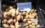 Сорт картофеля Гулливер: фото, отзывы, описание, характеристики