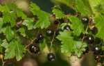 Смородина черная черный жемчуг: описание сорта, фото