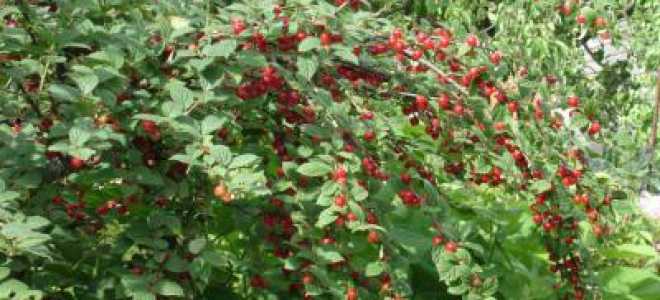 Вишня войлочная: описание сорта, фото, уход, отзывы