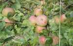 Сорт яблони Медуница: фото, отзывы, описание, характеристики