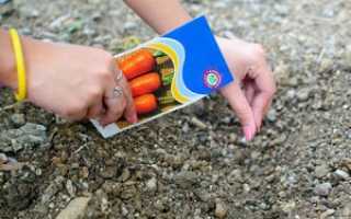 Раскрываем хитрости огородников: как сеять морковь чтобы быстро взошла