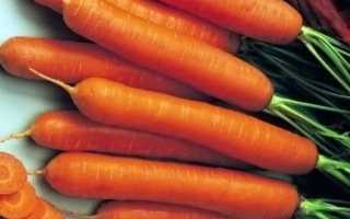 Морковь Бейби F1: описание, фото, отзывы