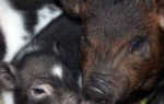 Свиньи Кармалы: характеристика, фото, отзывы о породе