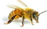 Пчела: как выглядит, строение, чем питается