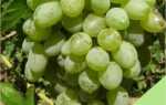 Виноград Белое чудо: описание сорта и его особенности