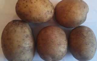 Сорт картофеля Зорачка: фото, отзывы, описание, характеристики