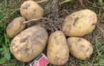 Сорт картофеля Великан: фото, отзывы, описание, характеристики
