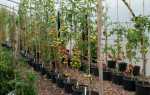 Выращивание томатов в ведрах в теплице: основные правила, преимущества и особенности метода — Огород Expert