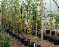 Выращивание томатов в ведрах в теплице: основные правила, преимущества и особенности метода — Огород Expert