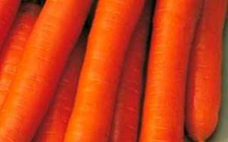 Морковь Нандрин F1: описание, фото, отзывы