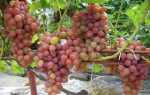 10 ранних сортов винограда: супер ранние, сверх ранние и очень ранние