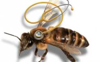 Болезни пчел: классификация, причины заболеваний и их лечение