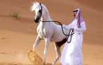 Лошади арабской породы: характеристики, особенности и преимущества