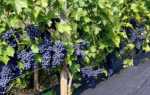 Виноград Зилга: описание сорта, посадка, уход, особенности и отзывы