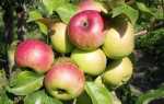 13 сортов яблонь для Подмосковья с фото и описанием, устойчивых к парше на