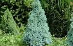 Ель канадская Пендула (Picea glauca Pendula): описание, фото
