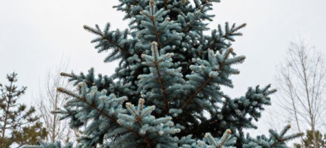 Ель канадская Пендула (Picea glauca Pendula): описание, фото