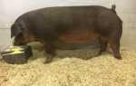 Порода свиней дюрок: фото, описание, характеристика, отзывы