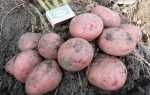Сорт картофеля Журавинка: фото, отзывы, описание, характеристики