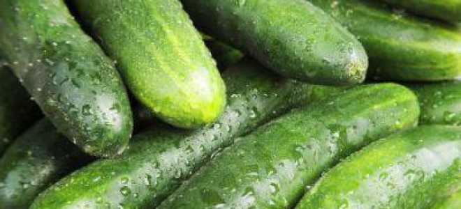 Вкусное зимнее блюдо: аджика из огурцов