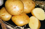Сорт картофеля Гала — отзывы