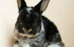 Кролик породы карликовый рекс: содержание, фото, отзывы, видео