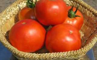 Описание и особенности выращивания томатов Багира