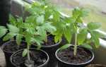 Подкормка рассады помидоров: удобрения, виды, основные правила процесса подкормки томатов в домашних условиях
