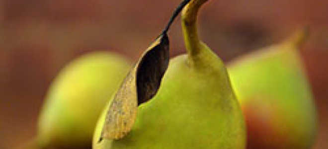 Заготовки из груши на зиму — лучшие рецепты с фото