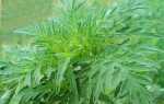 Карантинный сорняк – амброзия полыннолистная — Агропромышленный портал Агро-Спутник