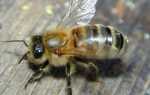 Акарапидоз: лечение пчел
