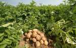 Лучшие сорта картофеля для Сибири: фото описание, отзывы
