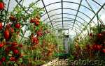 Выращивание помидоров в теплице – секреты обильного урожая, На грядке ()