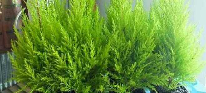 Кипарис Элвуди- правильный уход в комнате и в открытом грунте