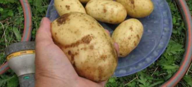 Картофель Колетте: описание и характеристика сорта, посадка и уход