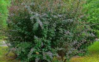 Барбарис обыкновенный (Berberis vulgaris): описание, посадка и уход, фото